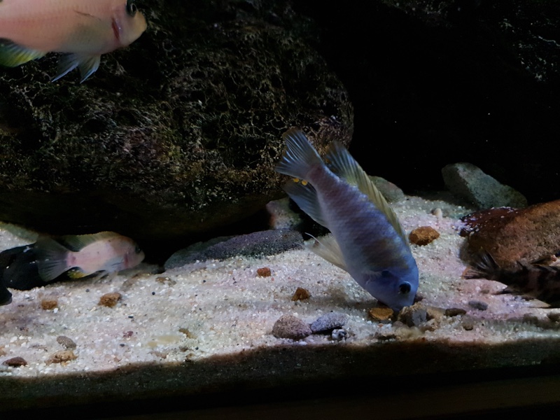 Labeotropheus fuelleborni 'Nakantenga Island'